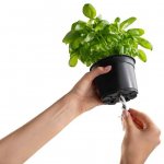 Plastkon Samozavlažovací květináč Cobble 14x14x14 cm antracitový – Zboží Dáma