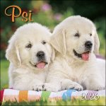 Psi nástěnný 33 x 33 cm 2026 – Zboží Dáma