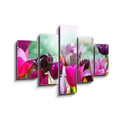 Obraz pětidílný 5D - 150 x 100 cm - Beautiful spring flowers, tulips Krásné jarní květiny, tulipány