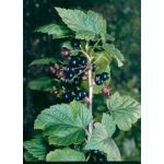 Bylinná lékárna Rybíz černý list Ribes nigri folium 500 g – Zboží Dáma