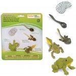 Safari Ltd. Životní cyklus Žába – Zboží Mobilmania