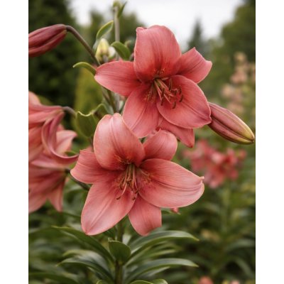 Lilie 'Pearl loraine' 1 ks – Sleviste.cz