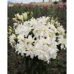 Lilie 'Roselily Petronella ®' 1 ks – Hledejceny.cz