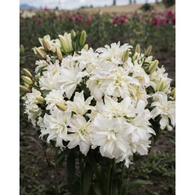 Lilie 'Roselily Petronella ®' 1 ks – Hledejceny.cz