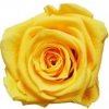 Květina Lucy 5 Yellow - žlutá (Vazba 5x stabilizovaná "věčná" růže)