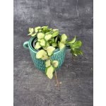 Hoya Crimpson Princess 9 cm – Sleviste.cz