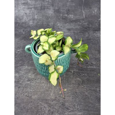 Hoya Crimpson Princess 9 cm – Sleviste.cz