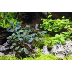 Bucephalandra Red Mini