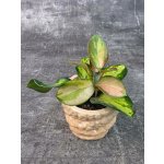 Hoya Australis Trikolor mini (Voskovka mini) – Zboží Dáma