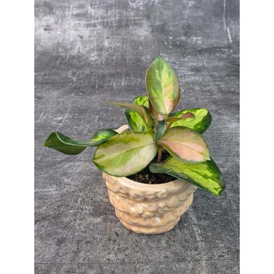 Hoya Australis Trikolor mini (Voskovka mini) – Zboží Dáma