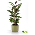 Plastia Samozavlažovací květináč Tolita 16 zelený – Zboží Dáma