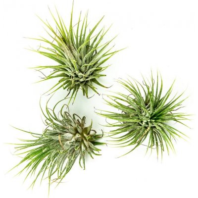 Gardners Tillandsia ionantha green Tillandsie, kykatka – Zboží Mobilmania