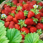 Jahodník Harmony v květináči – Zboží Dáma