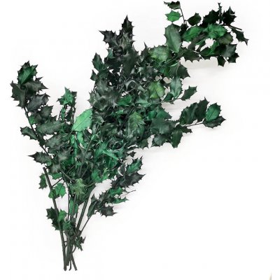 mech-mech.cz Stabilizovaná Cesmína - (Ilex) - zelená – Sleviste.cz