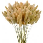 Sušená pampová tráva 60 ks, dekorace – Hledejceny.cz