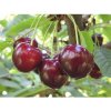 Osivo a semínko Třešeň BIO 'Sunburst' samosprašná FloraSelf Bio Prunus avium 'Sunburst' kmínek cca 60 cm celková výška 120-150 cm květináč 7,5 l