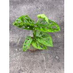 Monstera Adansonii Monkey Mask mini – Zboží Dáma