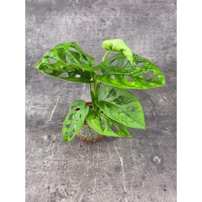 Monstera Adansonii Monkey Mask mini – Zboží Dáma