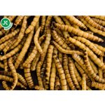 JK ANIMALS Sušený potemník brazilský 80 g – Zboží Dáma JK ANIMALS Sušený potemník brazilský 80 g – Zboží Dáma