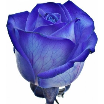Modrá růže BLUE VENDELA 80cm (M)