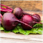 Řepa salátová červená kulatá - Beta vulgaris - semena - 140 ks – Zboží Mobilmania