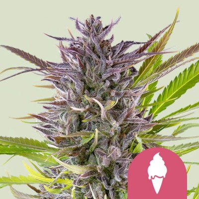 Royal Queen Seeds Green Gelato semena neobsahují THC 5 ks – Zboží Mobilmania