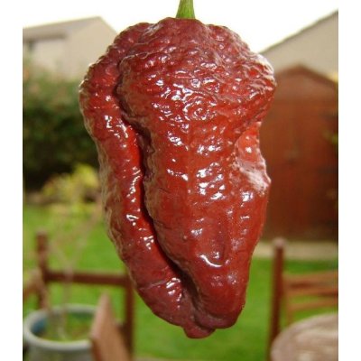 Chilli Carolina Reaper Chocolate - Capsicum chinense - semena - 5 ks