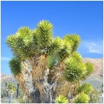 Joshua tree - Juka krátkolistá - Yucca brevifolia - semena - 6 ks