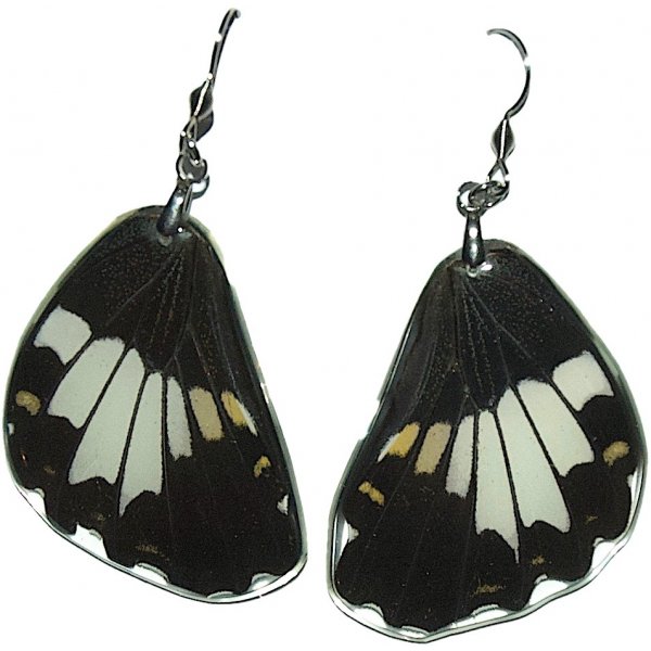 ByButterfly motýlí náušnice Papilio polytes 1686 od 450 Kč - Heureka.cz
