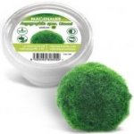 Cladophora Aegagropila spec. Linnaei – Zboží Dáma