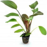 Echinodorus Hot Pepper – Sleviste.cz