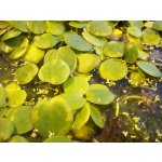 Limnobium spongia – Zboží Dáma