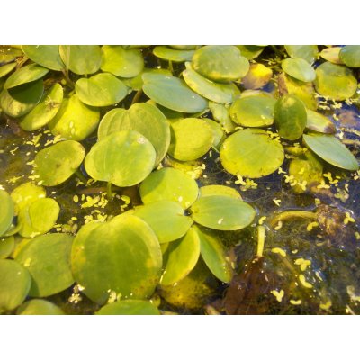 Limnobium spongia – Zboží Dáma