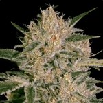 Paradise Seeds Nebula II CBD semena neobsahují THC 5 ks – Sleviste.cz
