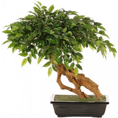 Umělý Bonsai Ficus deluxe v květináči, 58cm – Zboží Mobilmania