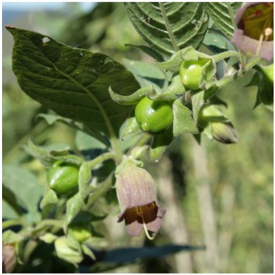 Rulík zlomocný - Atropa belladonna - semena rulíku - 10 ks – Hledejceny.cz