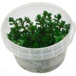 Ammania sp. Bonsai – Sleviste.cz