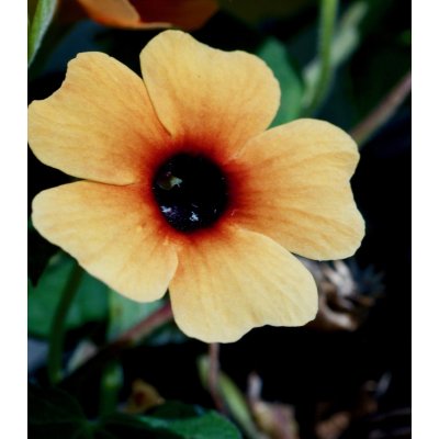 Černooká Zuzana African Sunset - Thunbergia alata - semena - 5 ks