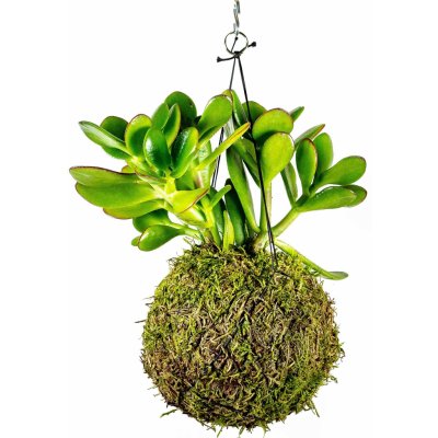 Gardners Kokedama Crassula (L) Krasule, Tlustice, Strom života 1 ks – Zboží Mobilmania