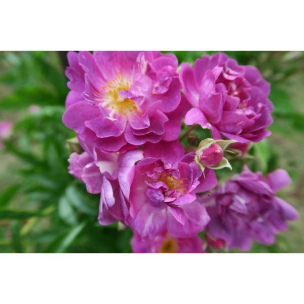 Květina Růže pnoucí 'Veilchenblau' - Rosa PN Veilchenblau