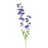 Květina Hrachor vonný - Lathyrus odoratus fialový V69 cm (N958256)