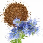 JaHan Svazenka vratičolistá - osivo - 1 kg – Sleviste.cz