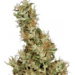 Serious Seeds Kali Mist regular semena neobsahují THC 11 ks – Zboží Mobilmania