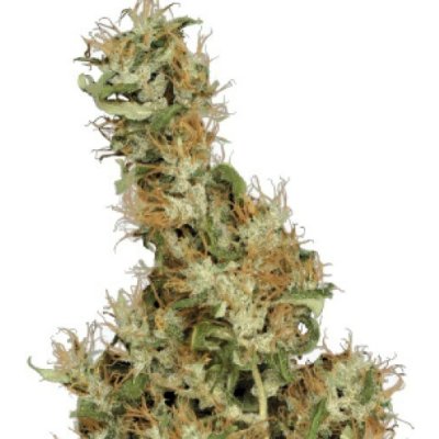 Serious Seeds Kali Mist regular semena neobsahují THC 11 ks – Zboží Mobilmania