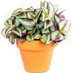 Gardners Tradescantia zebrina, průměr 6-7,5 cm Podeňka, voděnka – Zbozi.Blesk.cz