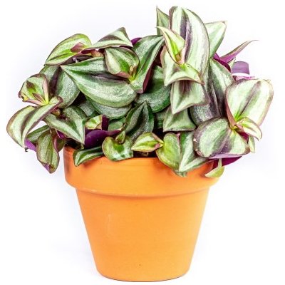 Gardners Tradescantia zebrina, průměr 6-7,5 cm Podeňka, voděnka – Zbozi.Blesk.cz