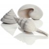Akvarijní dekorace BiOrb Sea Shells Decor set biele 12, 7, 5 cm
