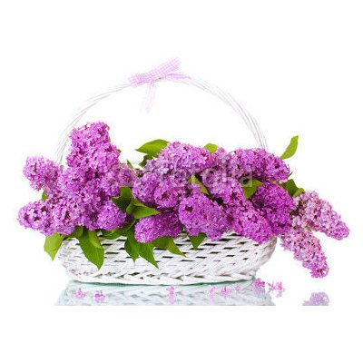 WEBLUX 43978997 Fototapeta vliesová beautiful lilac flowers in basket isolated on white krásné lila květiny v koši izolovaných na bílém rozměry 100 x 73 cm