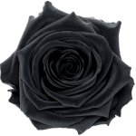 Daisy (Stabilizovaná aranž – 1x premium stabilizovaná "věčná" růže ve skleněné baňce) – Sleviste.cz