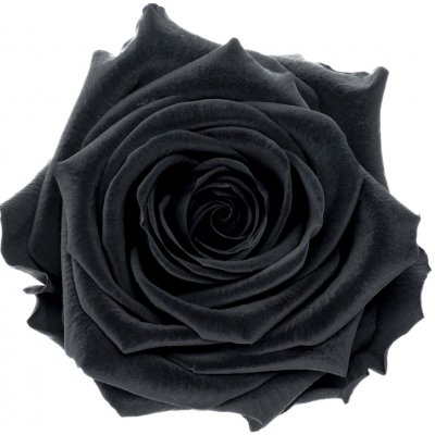 Daisy (Stabilizovaná aranž – 1x premium stabilizovaná "věčná" růže ve skleněné baňce) – Sleviste.cz